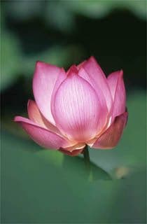 Lotus at Nyohoji Temple