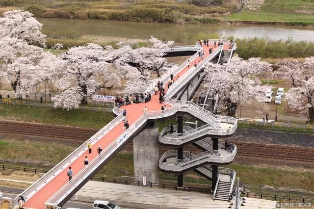 しばた千桜橋:春