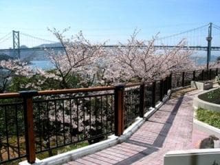 Mt. Hino-yama Cherry Blossom