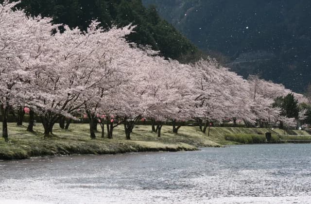 スポーツ公園 桜