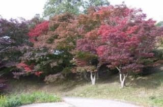江汐公園/もみじ