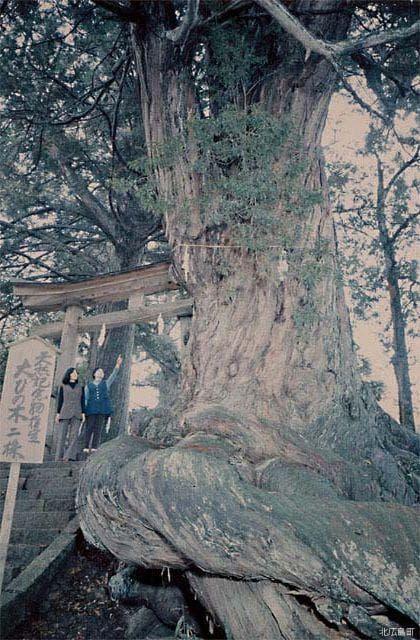 Large cypress
