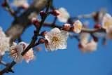 Sori plum