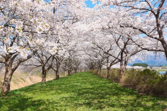 Yoshino cherry tree in Ochiai