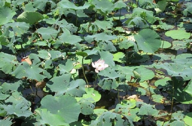 Ancient lotus flower