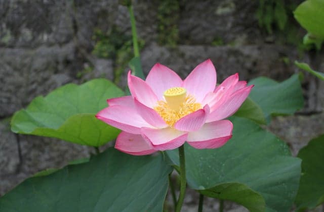 Oga lotus