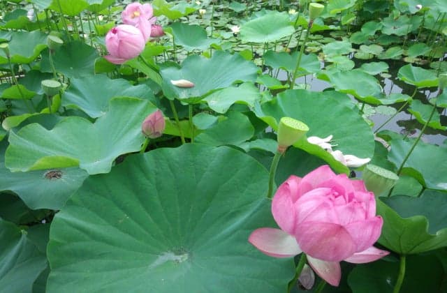 Oga Lotus_2
