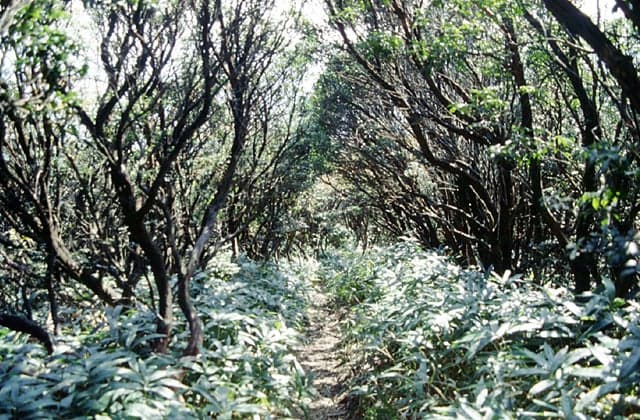 入道ケ岳のイヌツゲ,アセビ