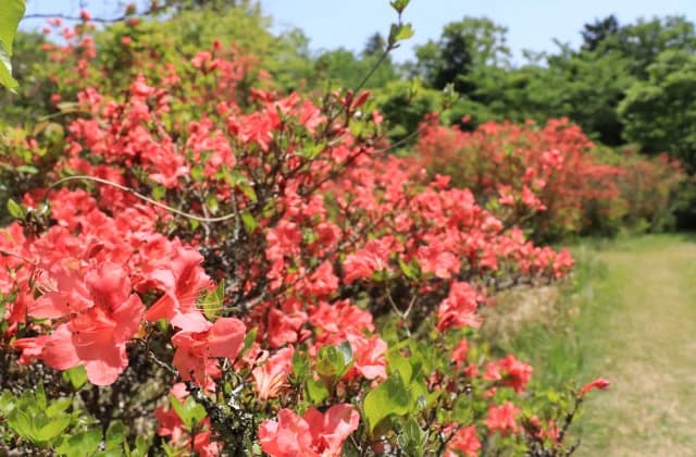 余野公園