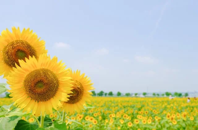 Sunflower