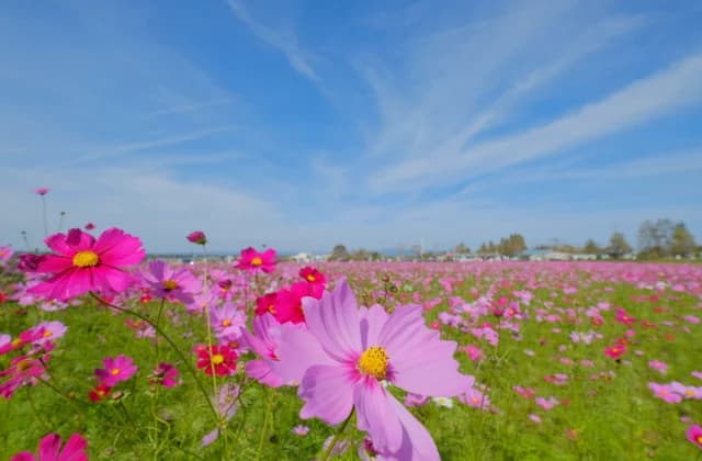 Cosmos