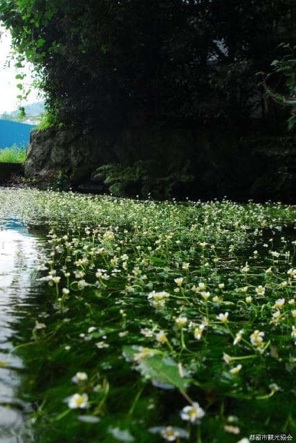 長慶寺の湧水
