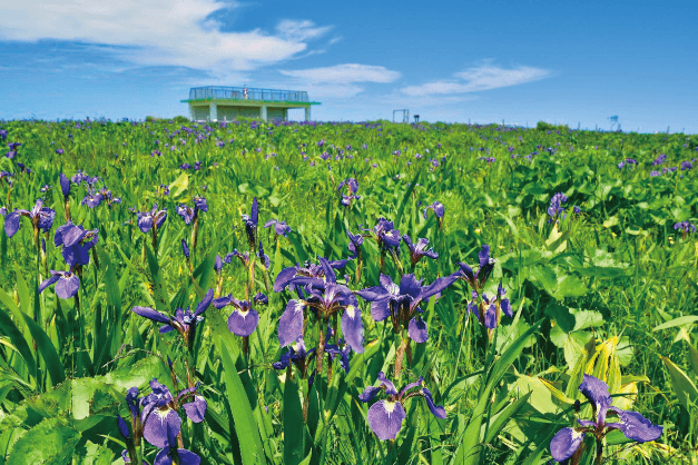 辺り一面に咲き誇るヒオウギアヤメ