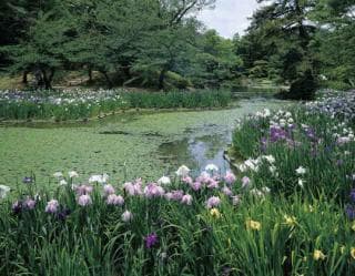 Iris of Ritsurin-koen Garden