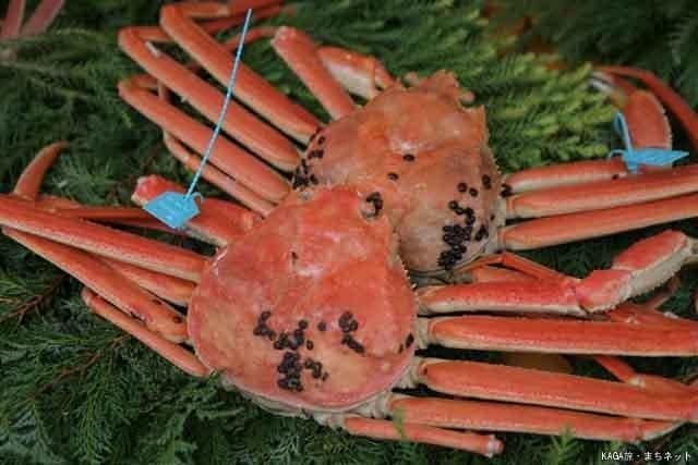 Hashidate Swi crab (Kano crab)