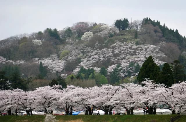 古城山の桜