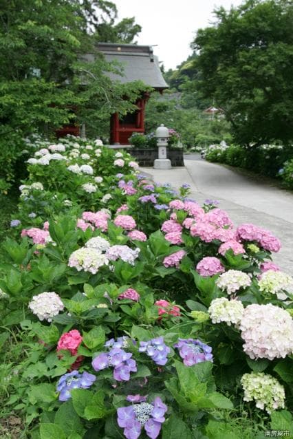 Hydrangea of Nichiun-ji Temple