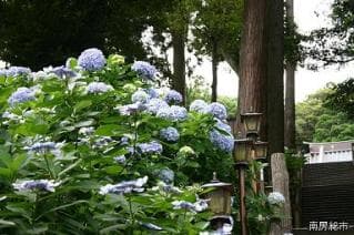 Hydrangea of Mano-ji Temple