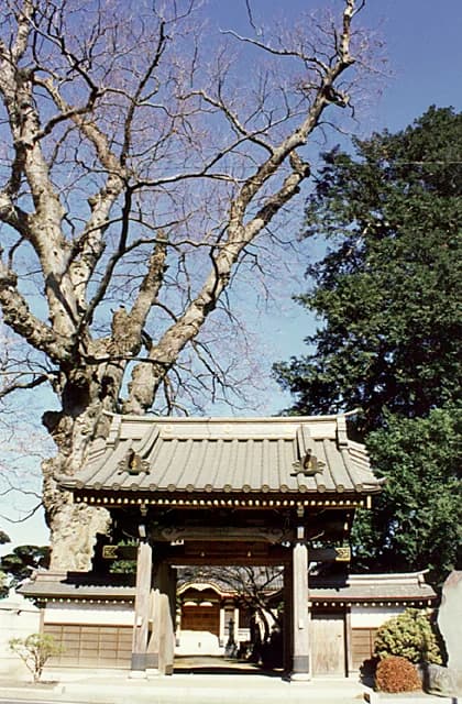 Zelkova of Umeiwa-ji Temple