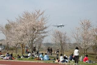Cherry blossoms in the mountains of Sakura