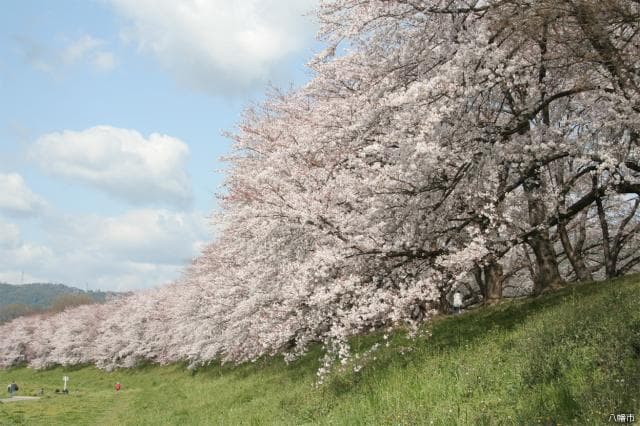 Yodogawa River Park backwaritsutsumi area