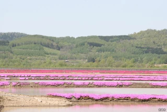 Shibazakura in the Mizuki area