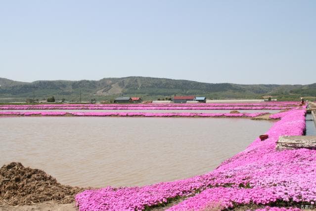 Shibazakura in the Mizuki area