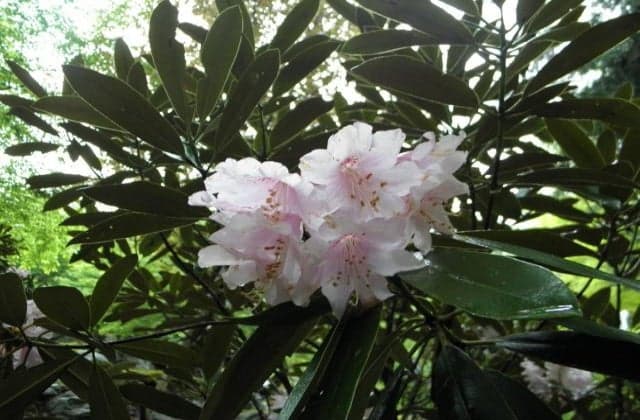 Miyanotani Valley Shakunage