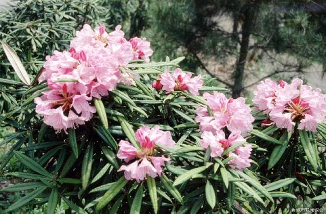 Rhododendron