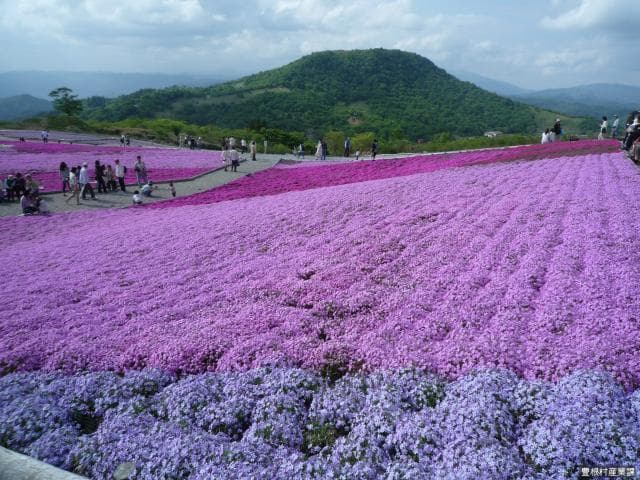 View Mt. Chausu from Shibazakura Park