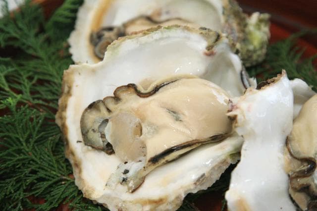 Rock oyster