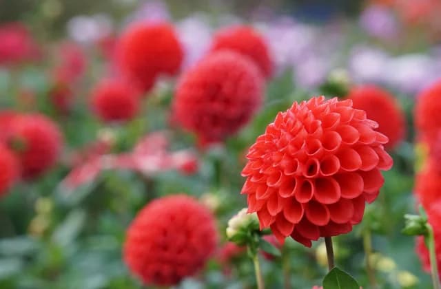 Darya of Kawanishi Dahlia Garden