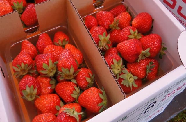 Toyoura Strawberry 2