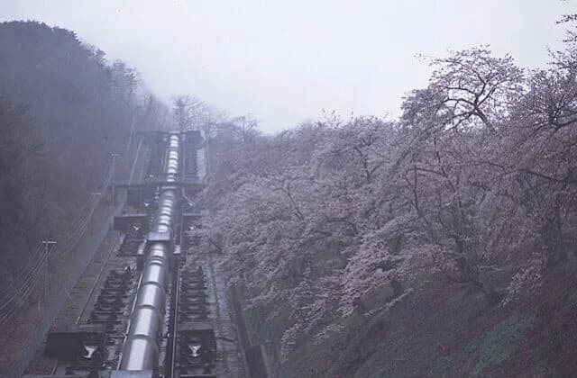 鹿留発電所の桜