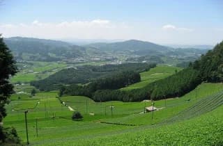 Tea plantation of Wazuka