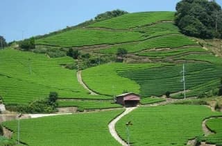 Tea plantation of Wazuka