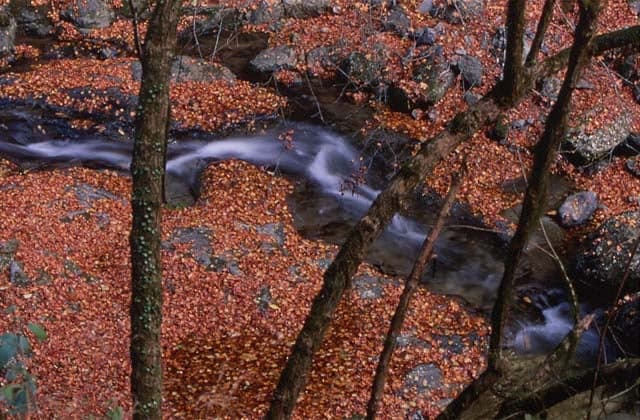 Autumn leaves of Ryuzu Gorge