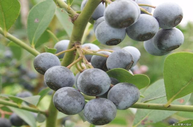 Sightseeing orchard Blueberry with Hometown