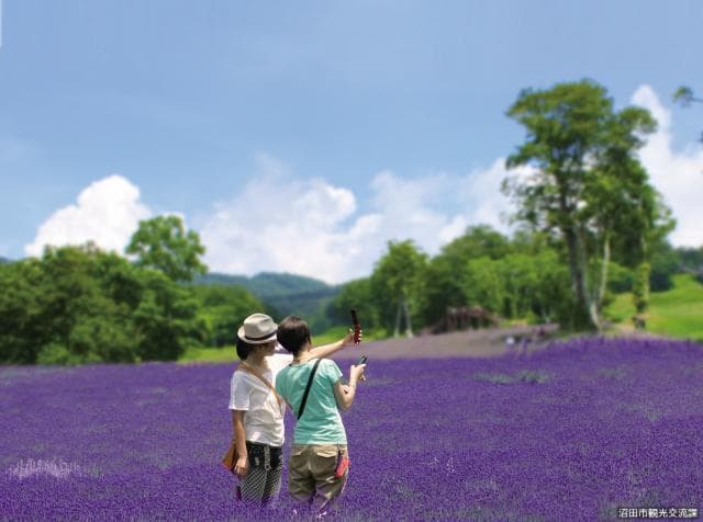 Lavender field