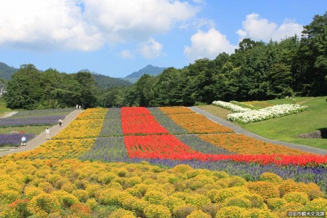 Colorful flower beds