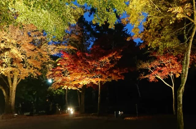 紅葉谷公園ライトアップ
