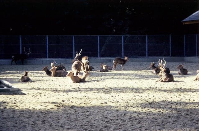 Deer of Kashima Jingu Shrine