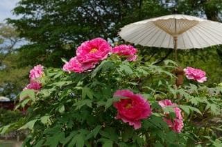 ときわ公園/ぼたん