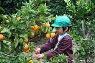Hayashi mandarin orange garden