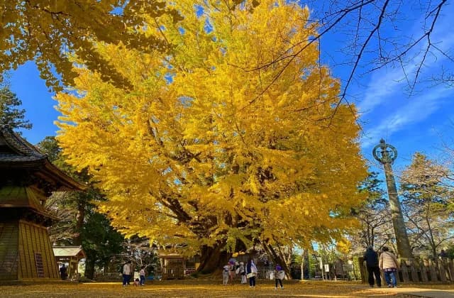 Daiginkgo No. 1 tree