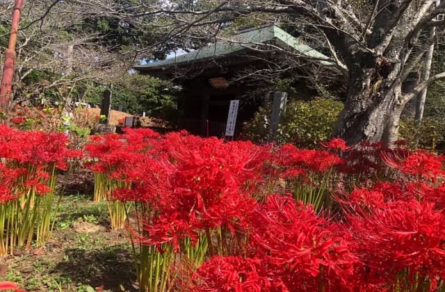 Cluster amaryllis