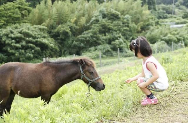 Pony