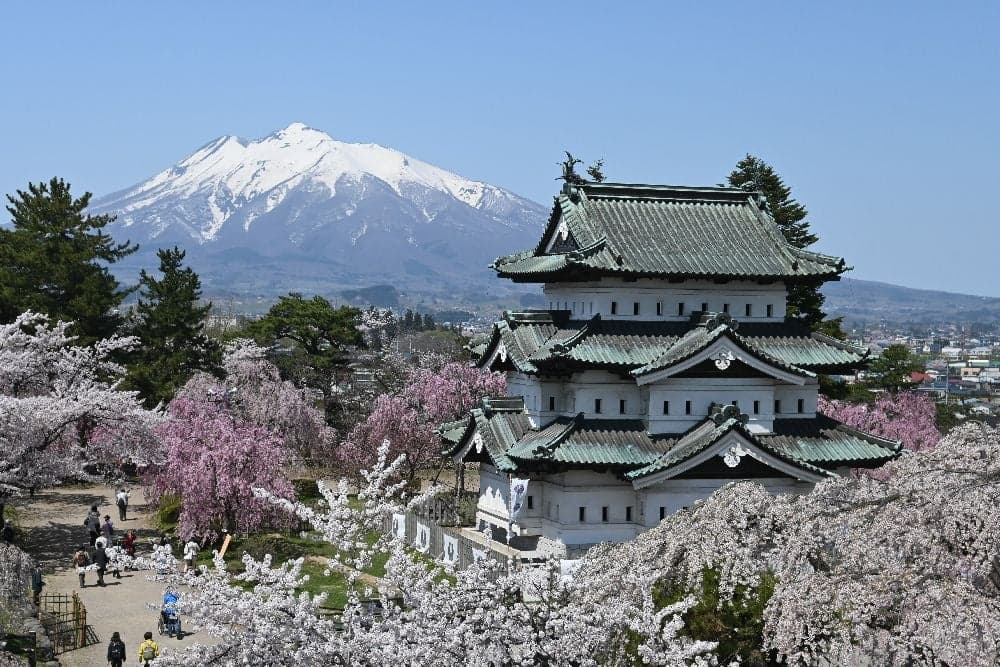 Cherry blossoms at Hirosaki Park (Hirosaki Castle)