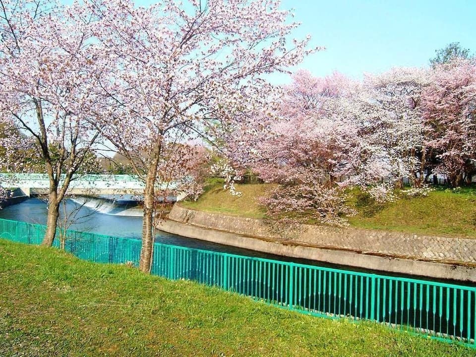 Cherry blossoms at Seidai Dam Park