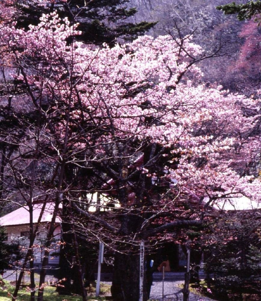 史跡 国泰寺跡の桜